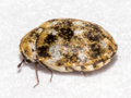 Anthrenus verbasci